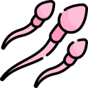 Spermatogenic Environment Support