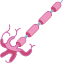 Myelin Synthesis & Nerve Fiber Integrity Support